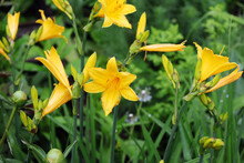 Bright Yellow Daylily Blooms In The Garden After The Rain