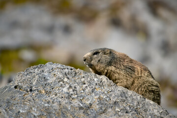 Wall Mural - Marmot enjoys the warm spring sun after a long hibernation
