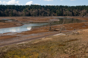 Bird flying over the water pond in the Billy Frank Jr. Nisqually National Wildlife Refuge, WA, USA