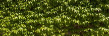 Wide Panoramic Leaves Of Boston Ivy For Natural Background, Also Called Parthenocissus Tricuspidata