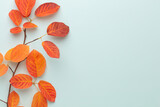 Fototapeta Kwiaty - Autumn maple leaves isolated on white background.