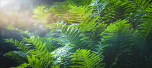 Mystic Background - Ligh Floating Through Fern Branches - Copaspace, Nature Theme