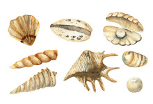 A Set Of Seashells. Shell With Pearl, Mollusk, Etc. Vector Illustrations
