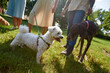 Kurzhaar and Maltese dogs get know each other