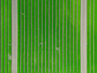 Canvas Print - High level top down aerial image of an arable crop of carrots in the English countryside farmland
