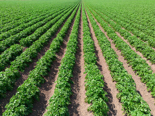 Wall Mural - Close up aerial view of a crop of arable potato plants in a field within the English countryside farmland 