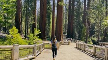 Woman Hiker Walking In Sequoia National Park. Large Redwood Trees Surround Tourists. Park In California. Extensive Park With Huge Redwoods, Hiking,