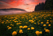 Fields of yellow peonies flower in Bulgaria. Dark clouds, contrasting colors. Magnificent sunrise, summer landscape.