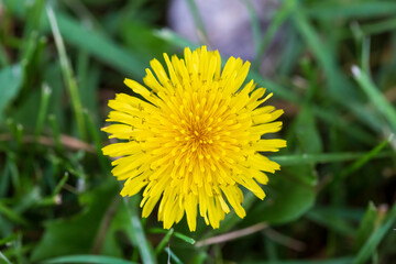 Poster - yellow dandelion flower