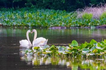 Wall Mural - swan in a pond