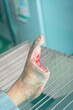 infected wound of diabetic foot. The largest infected wound. Treated by a specialist doctor.