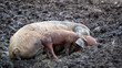 Muttersau (säugend) mit Ferkeln im Freilauf- Weideschweine