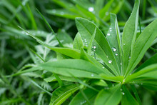 The Natural Background Is Green Lupine Leaves With Dew Drops On A Defocused Background.