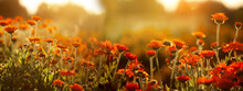 Flowering Orange Flowers In The Garden In Sunny Day. Abstract Natural Summer Background With Soft Blurred Focus On Sunset.