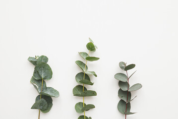 Wall Mural - Set of natural eucalyptus branches with green leaves isolated on white background, mockup for design