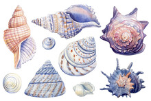 Set Of Seashells On Isolated White Background, Watercolor Illustration, Sea Clipart