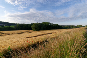 Canvas Print - Wheat fields in the Renarde valley. Ile-de-France region