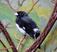 Close-up Black White Bird Sits On A Branch. Sporophila Luctuosa From South America, Thraupidae