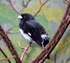 Close-up black white bird sits on a branch. Sporophila luctuosa from South America, Thraupidae