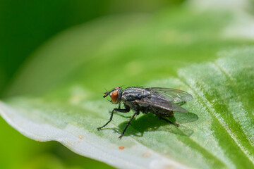 Closeup of a flesh fly resting on a leaf