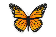 Monarch Butterfly (Danaus Plexippus). Wild Nature Concept