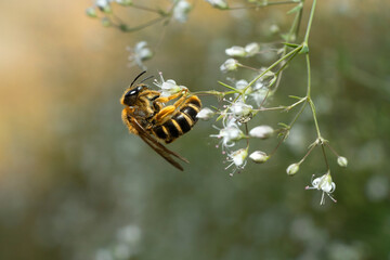 Wall Mural - Honey bee on a tiny  gypsophila flower. Place for text.