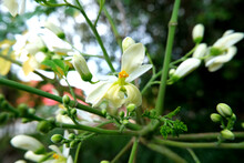 Flower Of Moringa Tree. Horseradish Or Kalamunggay, Drumstick, Moringa Oleifera.  
The Flowers Are Fragrant And Hermaphroditic, Surrounded By Five Unequal, Thinly Veined, Yellowish-white Petals.