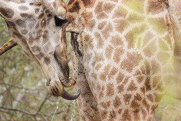 Wall Mural - Male giraffe tasting female giraffe's urine to check if she is in oestrus, Kruger National Park, South Africa