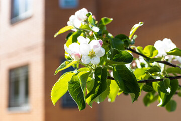 Wall Mural - twig of blossoming apple tree and urban brick house on background on sunny spring day