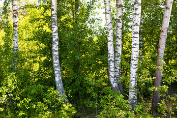 Wall Mural - birch grove on edge of forest in summer day