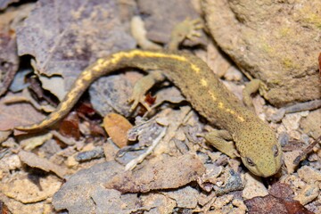 Wall Mural - Pyrenean brook salamander Pyrenean newt, Calotriton asper