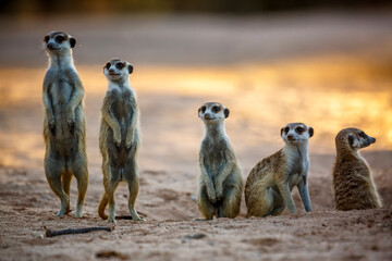 small group of meerkats in alert at dawn in kgalagadi transfrontier park, south africa; specie suric