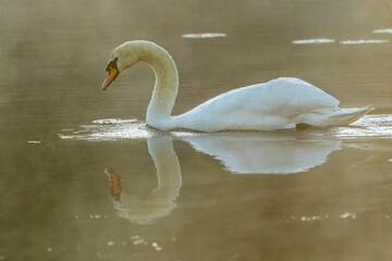 Canvas Print - Beautiful shot of a mute swan