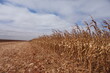 © Flavia - Dry corn field plantation