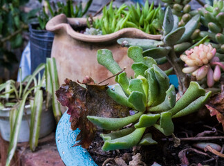 Cactus, suculentas y diferentes plantas del jardín