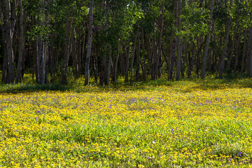 Sticker - Dandelions and Purple Pentstemons in Medicine Bow-Routt National Forests in the Rocky Mountains of Colorado in spring