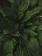 Leinwanddruck Bild - Leaves after rain. Green leaf, plants