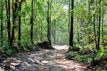 Beautiful shot of a muddy path between green trees in the forest