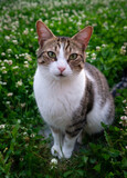 Fototapeta Mapy - Cat portrait outdoors in spring