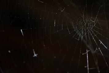 Spider web against black background