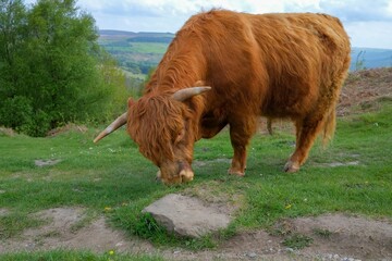 Canvas Print - male scottish highland cattle