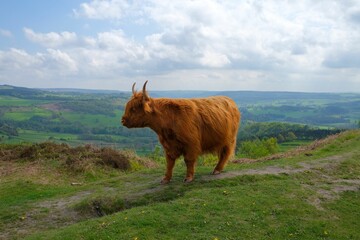 Wall Mural - female scottish highland cow