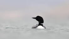 Great Northern Diver Gavia Immer Swimming. Common Loon On Lake Myvatn In Iceland Close Up