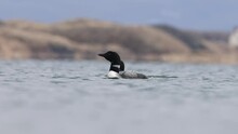 Great Northern Diver Gavia Immer Pair Swimming. Common Loon On Lake Myvatn In Iceland Close Up