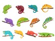 Chameleon animal. Mexican colourful lizard with curvy tail, tropical reptile animal and wild exotic chameleons vector set