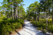 Trail through a longleaf pine forest in North Carolina