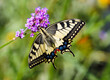 (Papilio machaon) Old World swallowtail or common yellow swallowtail, spectacular butterfly with hindwings with protruding tails like tails of swallows