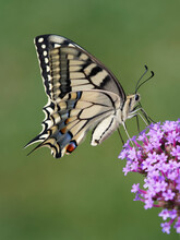 (Papilio Machaon) Common Yellow Swallowtail Or Old World Swallowtail With Protruding Tails Paused On A Purpletop Vervain Flower (Verbena Bonariensis), Sipping Its Nectar