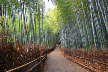  5月の朝に歩く京都市嵐山の竹林の小径