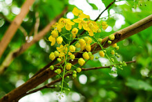 Sonalu Flower, Goldern Shower Flower, Nation Tree Of Thailand, Cassia Tree, Yellow Flower